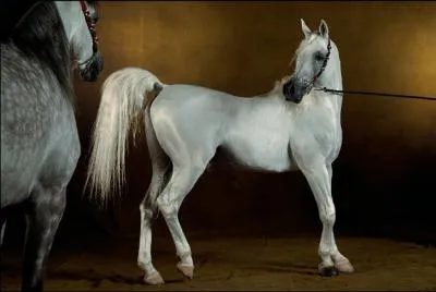 Quelle est cette race de cheval ?