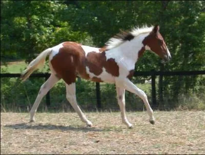 Quelle est cette race de cheval ?
