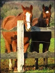 Le latvian a seulement trois robes, lesquelles ?