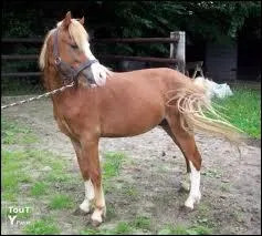 Le poney welsh a toutes les robes admises sauf une, laquelle ?