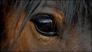 Le cheval castillonais a deux robes spciales, lesquelles ?