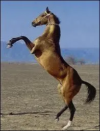 L'akhal-tk a la robe alezane ou grise. Quelle est la particularit frquente de ces robes ?