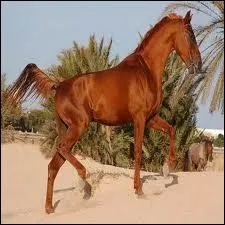 Le gelder a 2 robes, lesquelles ?