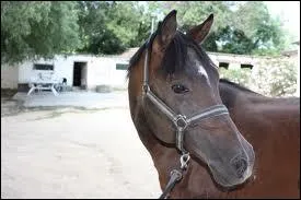 Le nonius a trois robes dont une particulire, laquelle ?