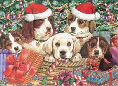 ¨Par contre, les animaux de la maison, chiens, chats, lapins, hamsters etc... , s'il y en a. , . .