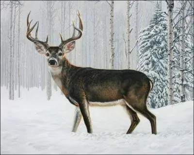 Avec de la chance, on pourra apercevoir au coin d'un bois, ce bel animal qu'est... ?