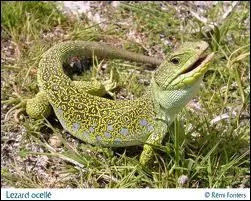 Le lézard est-il un hibernant ?