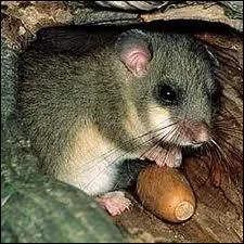 L'expression 'dormir comme un loir' vient du fait :