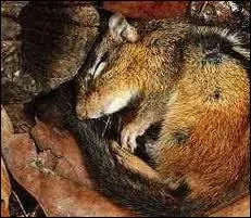 Qu'est-ce que l'hibernation ?