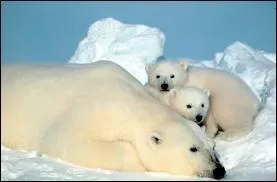 L'ours est-il un hibernant ?