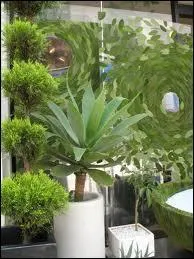 Quelle est cette chanson d'Henri Salvador ?