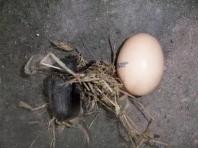 Et enfin la clbre question qui tue : Il pond ses oeufs dans un trou en haut d'un arbre !