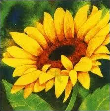 Un tournesol trs panoui qui est peint par ?