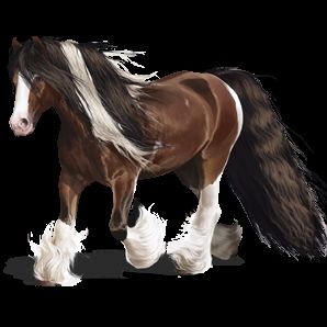 Quiz Poneys