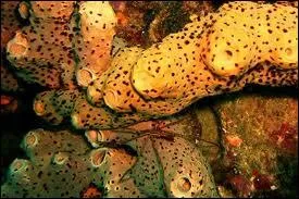 Il vit dans un ananas !