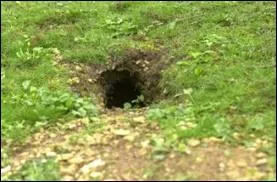 Quoi de neuf, Docteur !