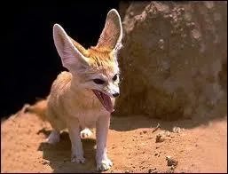 Germanique du dsert !