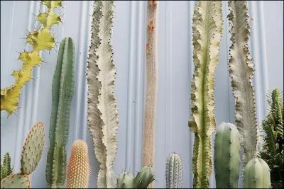 Une plante, ouais, c'est bien une plante, elles crvent toutes chez moi mais bon... Oh ! un cactus, bon sang... Pas de cactus. .