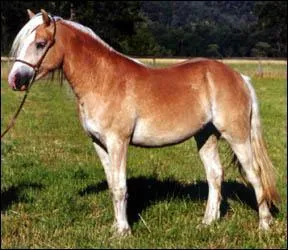 Quelle est la race de ce poney?