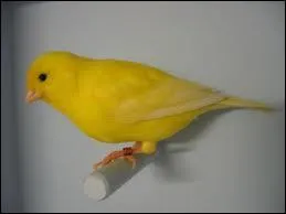 Comment dit-on 'jaune' en anglais ?