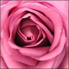 Comment dit-on 'rose' en anglais ?