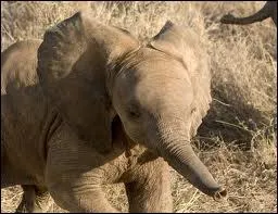 Ses mensonges provoquent une rection !