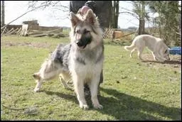 A quelle race appartient ce chien ?