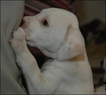 De quelle couleur est ce dalmatien ?