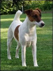 Ce chien est-un ... ?