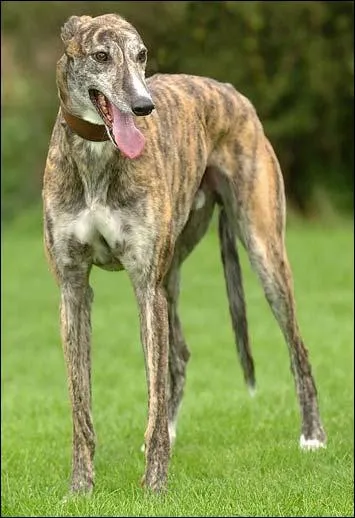 La vitesse de pointe du greyhound est de ... ?