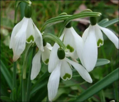 Quelle fleur reconnaissez-vous ?