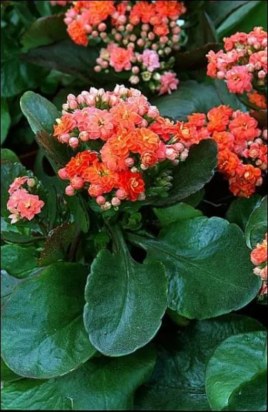 Un petit effort, comment se nomme cette plante ?