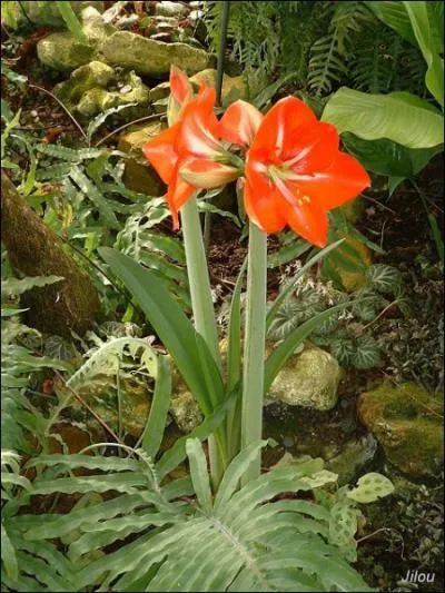 Un peu plus dur, comment s'appelle cette fleur ?