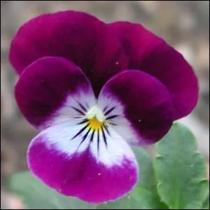 Allez plus facile, quelle est cette plante ?