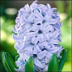 Comme se nomme cette plante ?