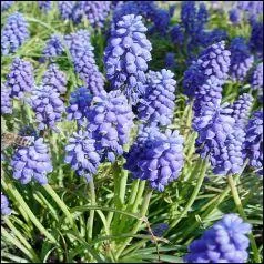 Quelle plante reconnaissez-vous ?