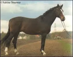 Je fais 1m60 environ, je suis n comme un animal de travail, qui suis-je ?