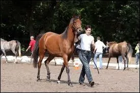 Je suis excellent en equitation rustique, je peux faire jusqu'a 1m65, qui suis-je ?
