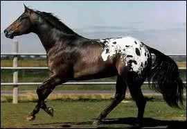 Mon lieu d'origine est les Etas-Unis, j'ai six types de robes qui se ressemblent, qui suis-je ?