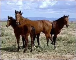 Je suis sauvage et ma couleur de robe est variable, qui suis-je ?