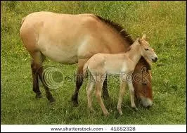 Je suis sauvage et ma robe est toujours isabelle, qui suis-je ?