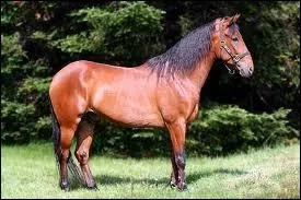 Je suis tenace et volontaire, bai ou alezan, qui suis-je ?