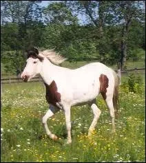 Je suis docile, joyeux, volontaire et j'ai toutes les varits de robes, qui suis-je ?