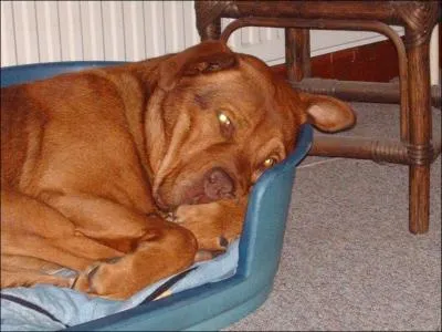 'Avoir du chien' est une expression qui signifie :