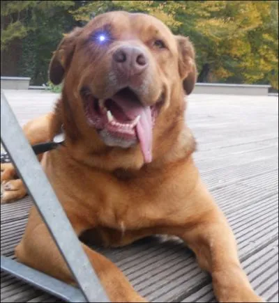 Certains chiens sont dresss afin d'aider les personnes non voyantes ; ce sont souvent des :