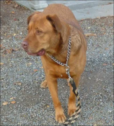 Mon chien Ryo est un crois... .  votre avis ... .