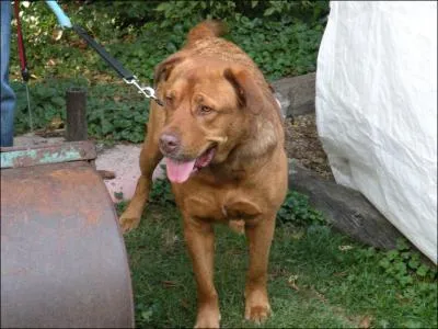 L'esprance de vie d'un est en moyenne de :