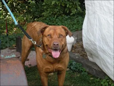 La temprature corporelle normale du chien est de :