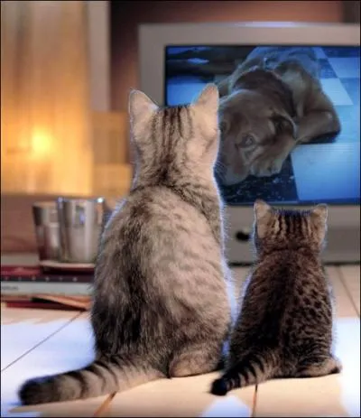 En gnral , la chienne est en chaleur... . .