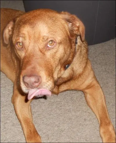 La gestation d'une chienne dure ... .